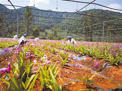 白芨育苗技术