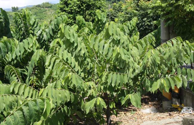 释迦果种植技术