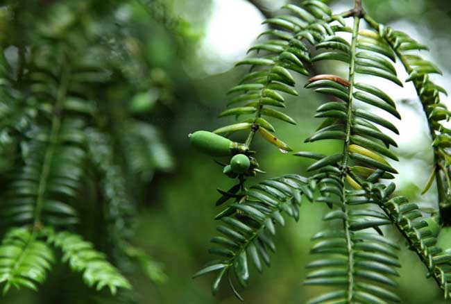 香榧种植技术