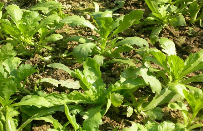 芦蒿的种植方法