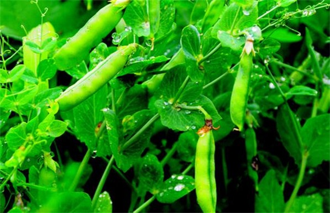 怎样种植豌豆