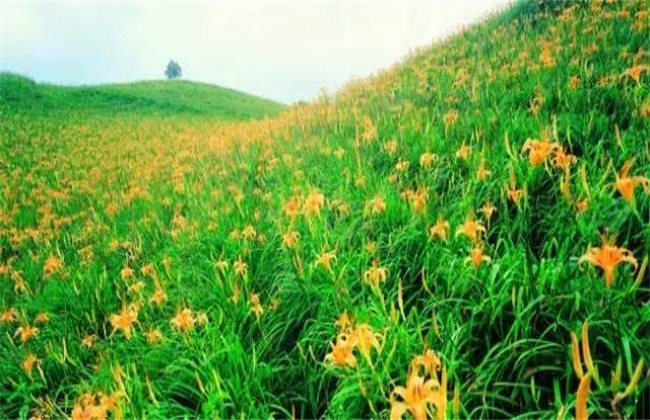 黄花菜常见病虫害