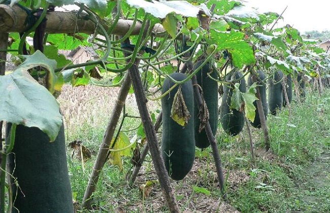 冬瓜的种植时间与方法 农村致富网