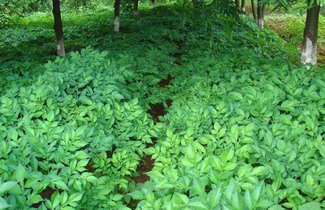 魔芋种子价格及种植方法