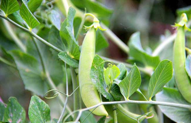 豌豆种子价格及种植方法