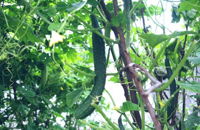 阳台黄瓜种植技术