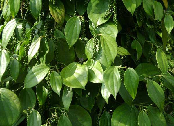 胡椒的种植技术