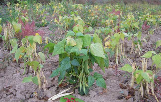 大白芸豆是一年生草本植物,属豆科芸豆属.根系发达,入土深,比较耐旱.