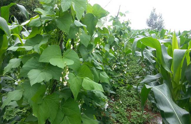 芸豆的种植技术