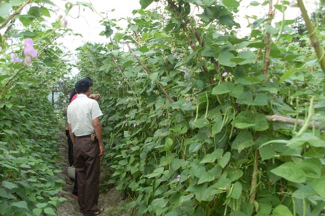 四季豆的种植条件