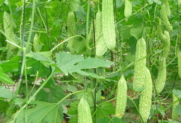 苦瓜种植技术