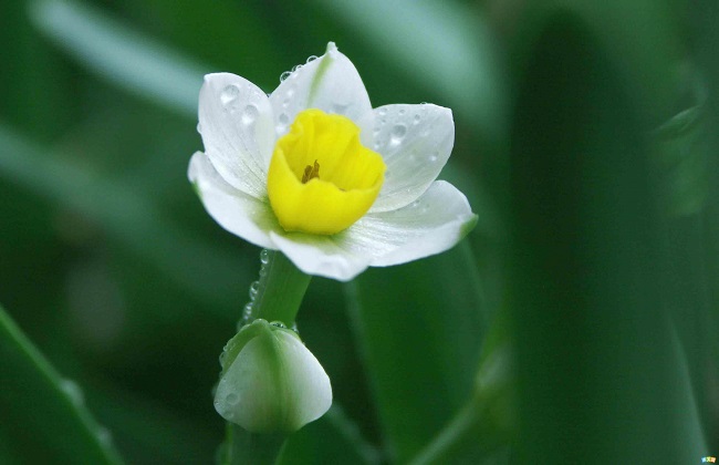 怎样让水仙花的叶子打卷