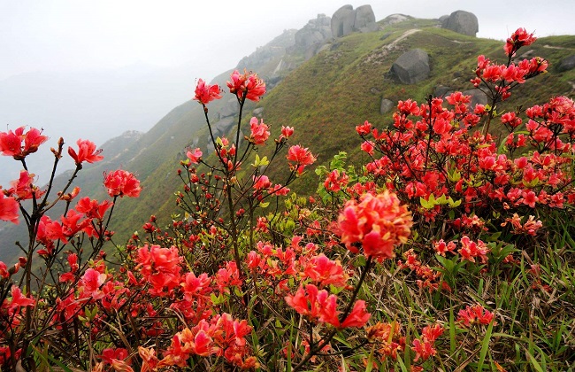 杜鹃花叶子发黄怎么回事