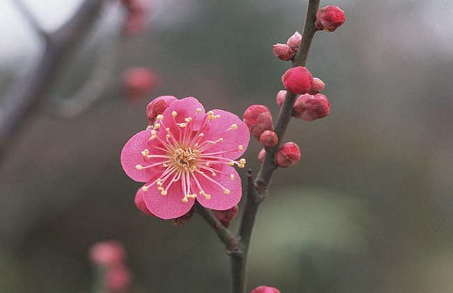 元旦开花的花卉有哪些