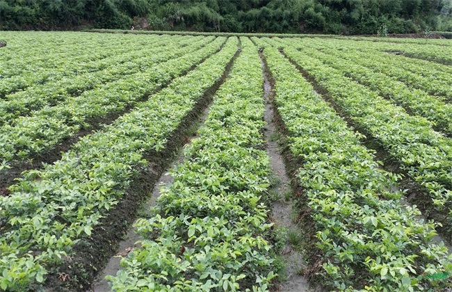 红豆的种植方法与时间