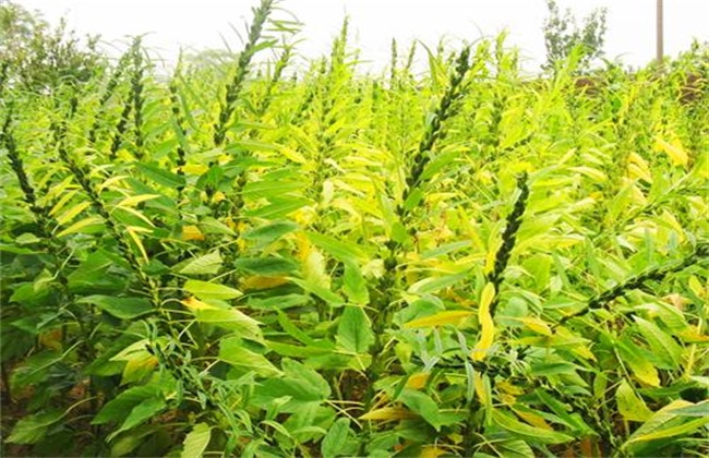 芝麻的种植方法