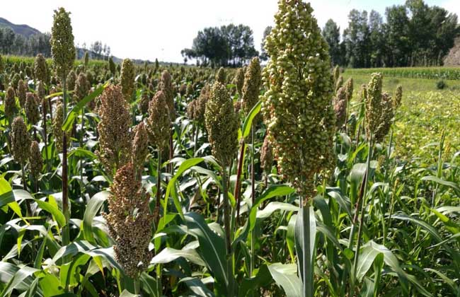 高粱种子价格及种植方法