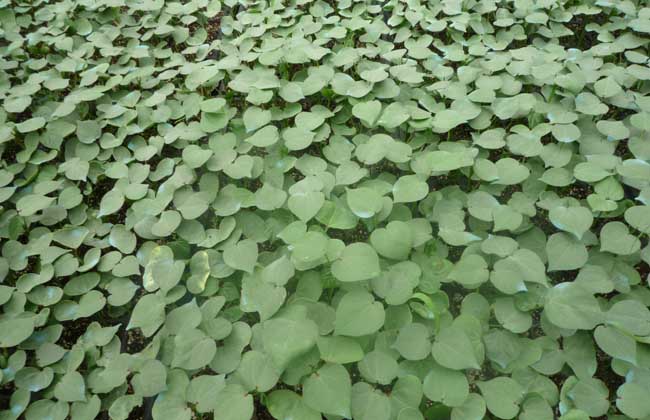 棉花病虫害防治技术