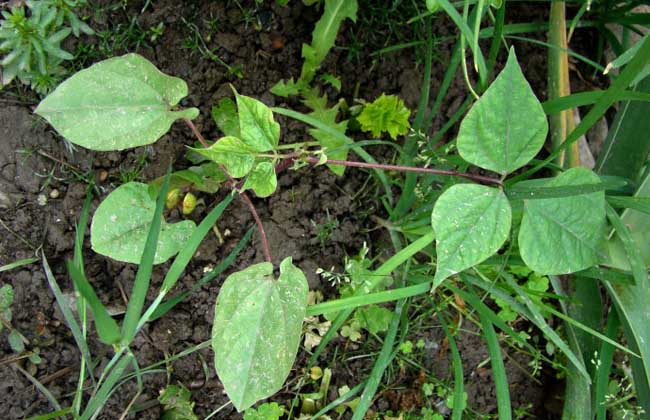 棉花病虫害防治技术