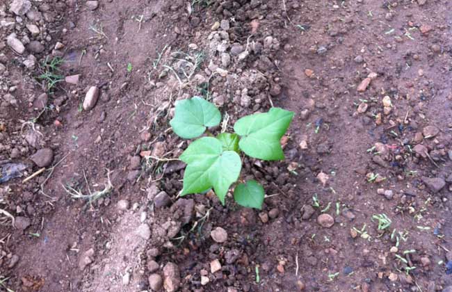 棉花病虫害防治技术