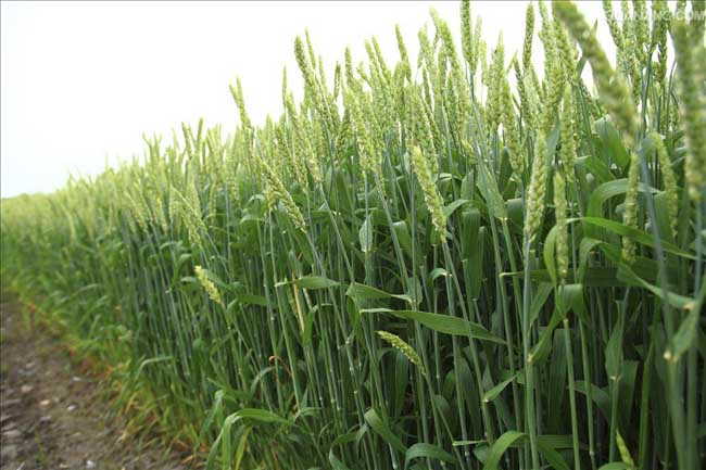 冬小麦优质高产栽培种植技术