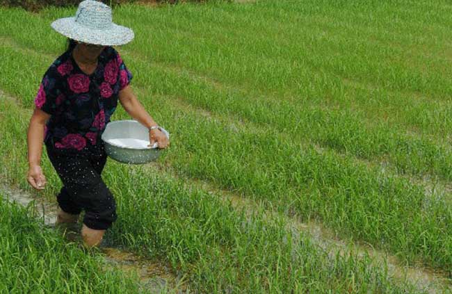 水稻如何进行标准化施肥