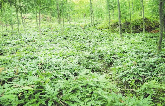 黄连种植的注意事项