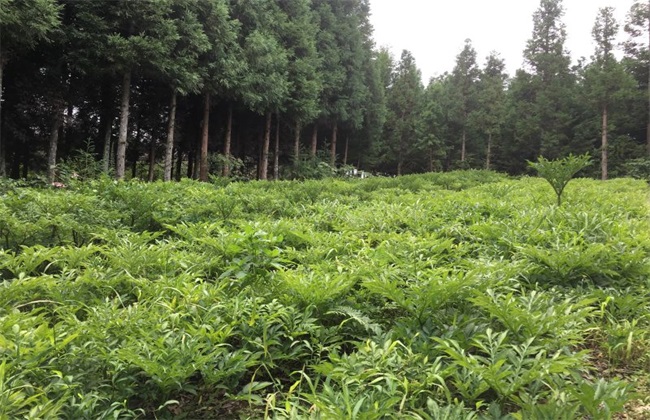 黄连种植的注意事项