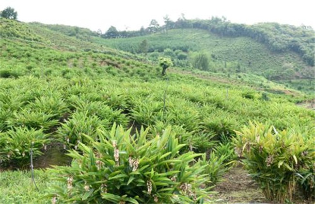 砂仁种植技术