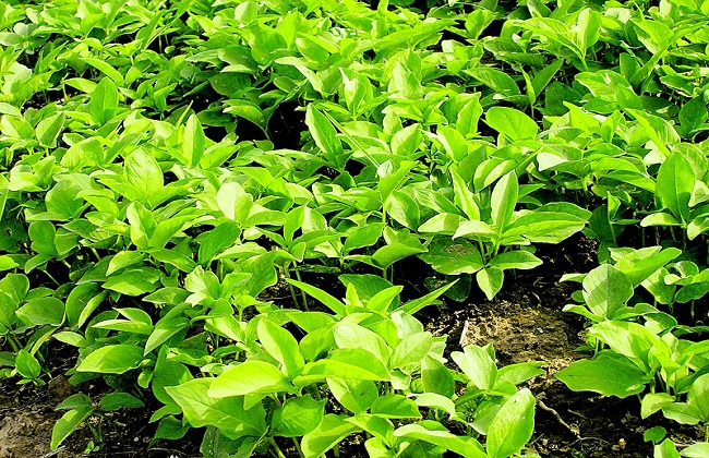 种植天麻需要注意哪些问题