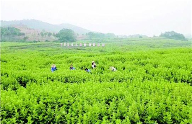 如何种植艾草才好