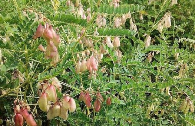 黄芪高产种植技术