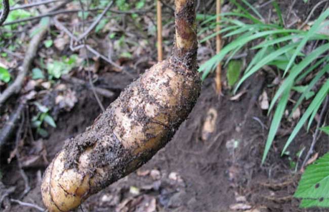 天麻种子价格及种植方法