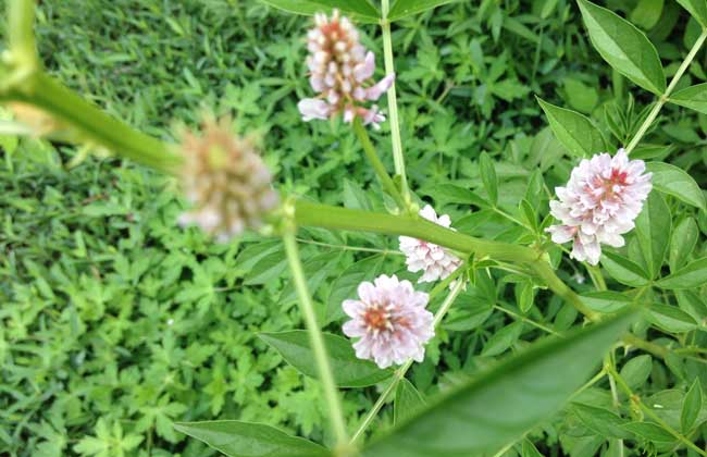 甘草种子价格及种植方法