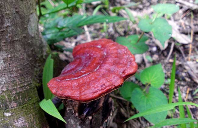 野生灵芝鉴别方法