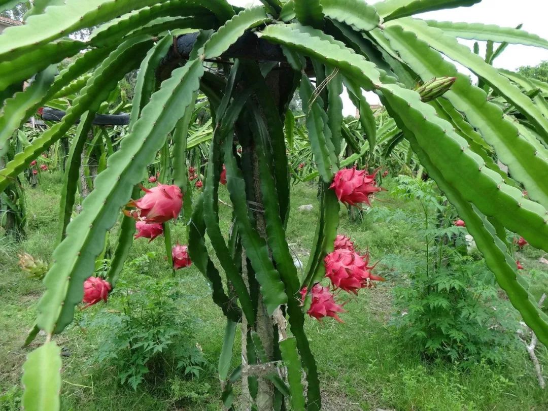 火龙果的种植技术介绍