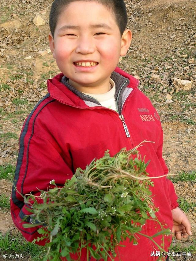 眼下正是采摘野菜的最佳时机，不要错过蕨菜！号称“山菜之王”