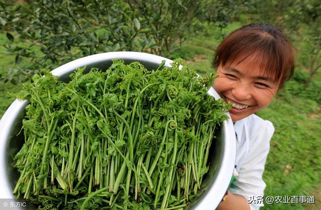 眼下正是采摘野菜的最佳时机，不要错过蕨菜！号称“山菜之王”