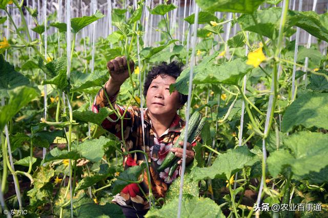 黄瓜停滞不长怎么办？番茄空洞果怎样防治？很多农民都被难住了！