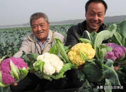 为什么普通的花菜只要几块钱一斤，彩色花椰菜这个花菜能卖到几十块钱一斤？