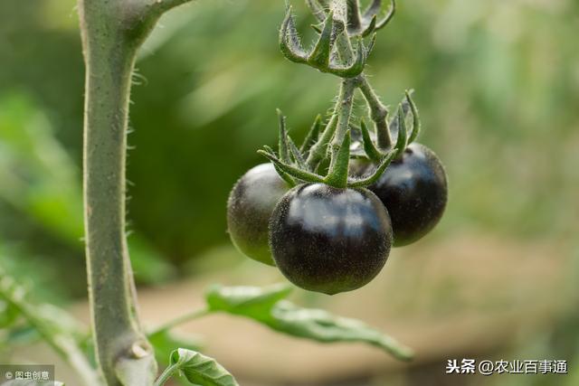 黑番茄这个番茄可真不一般！营养价值高，价格高！外表却很低调！