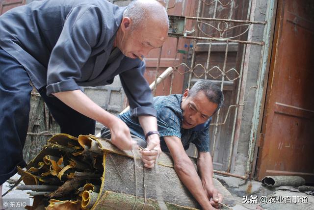 杜仲:简直神奇，当真有人让普通的树，变成“摇钱树”!