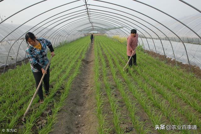 南方阴雨天气不断持续，蔬菜病害严重，菜农该如何防治应对？