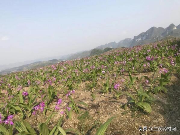 贵州小伙种植白芨从贫困户中精彩出列，成为当地创业致富带头人