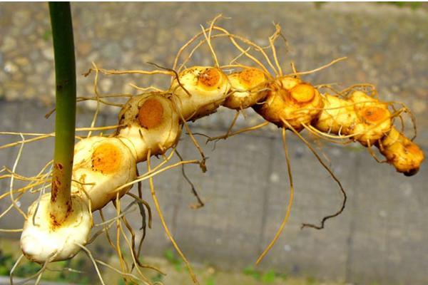种植黄精几年才可以收？根茎和种子繁殖需要几年？ 成本效益分析