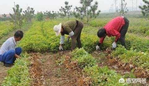 记住六点，花生就能创高产！