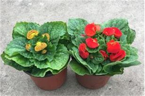 蒲包花花期怎么养护，4个流程控温养护植株