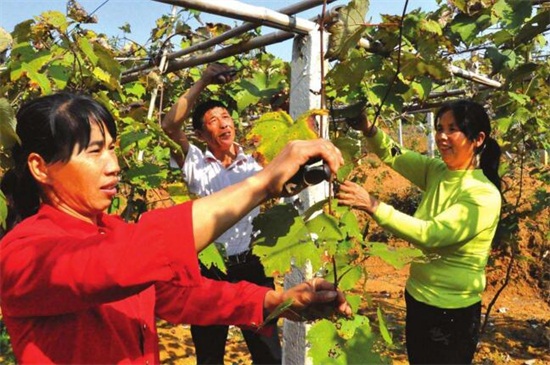 春天怎么给葡萄剪枝，在3～4月摘心修剪