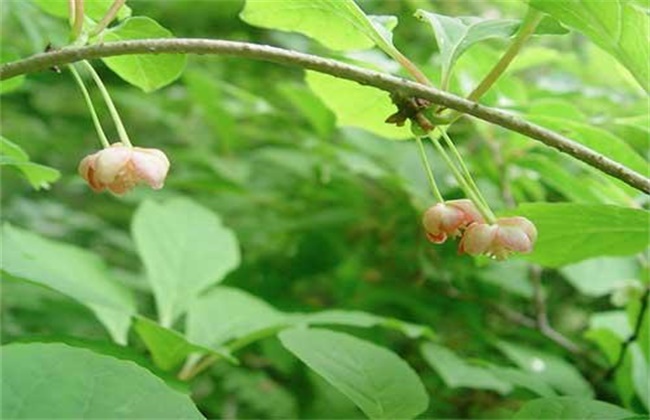 五味子落花落果原因及防治措施