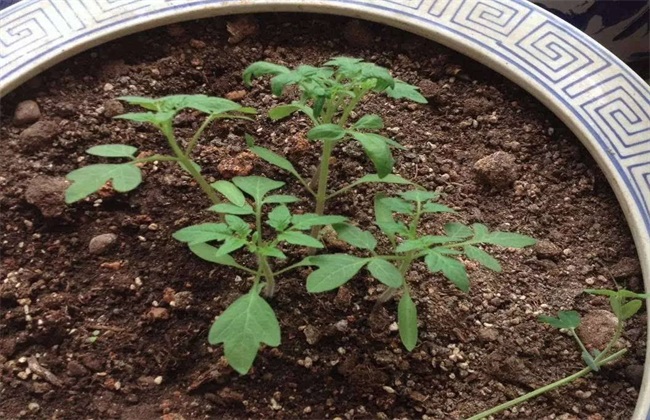 圣女果种子种植办法